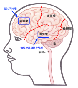 人間の脳内の前頭葉と側頭葉