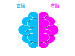 人間の右脳と左脳